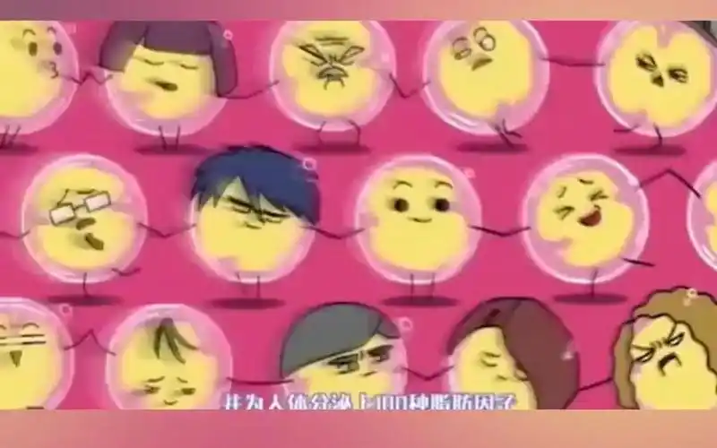 41脂肪填充原理动画演示