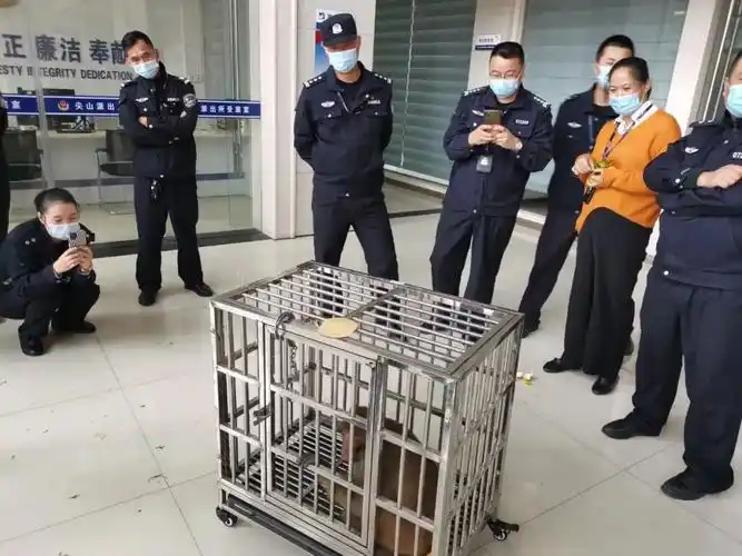 局林业管理科的工作人员也及时赶到尖山派出所,他们带来了专用的笼子