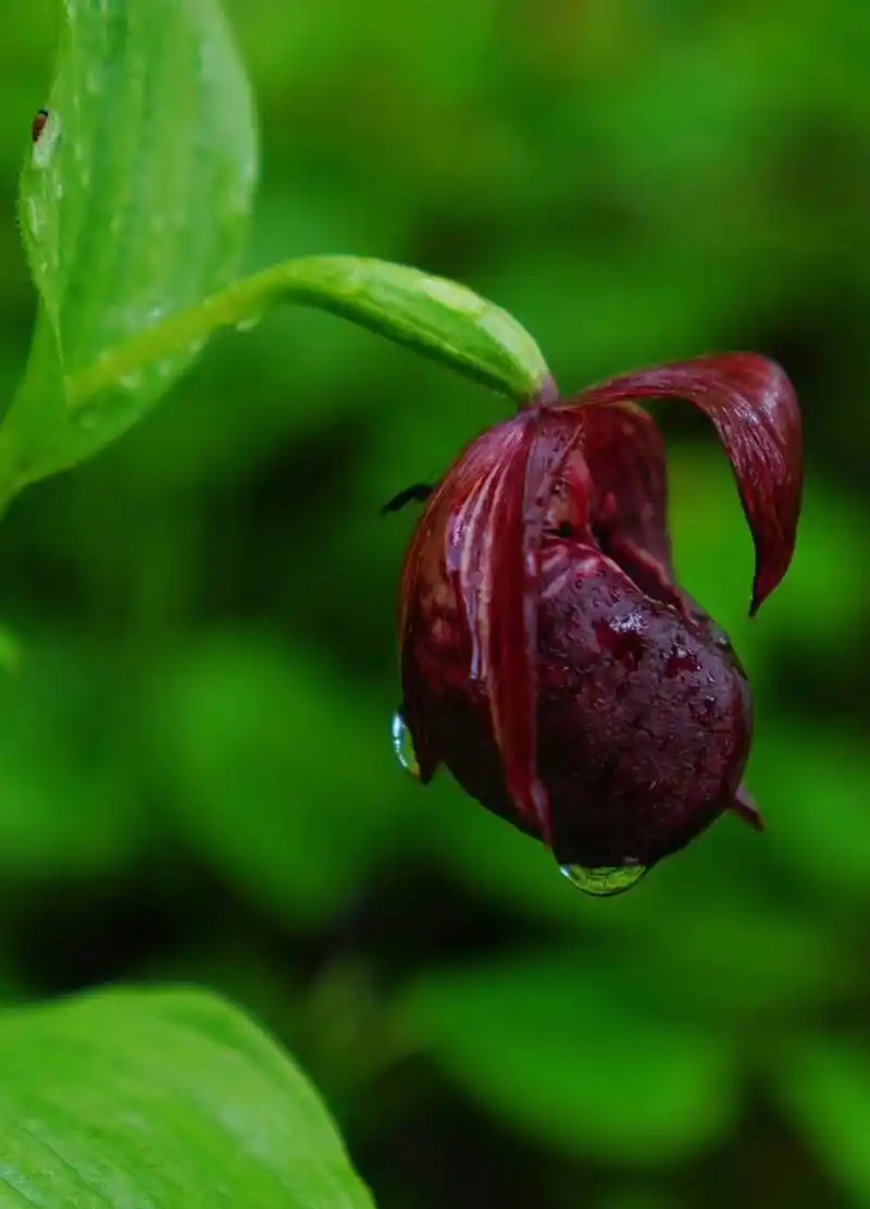 波密杓兰 cypripedium ludlowii 兰科 | 杓兰属
