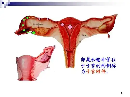 卵巢和输卵管位 于子宫的两侧称 为子宫附件.