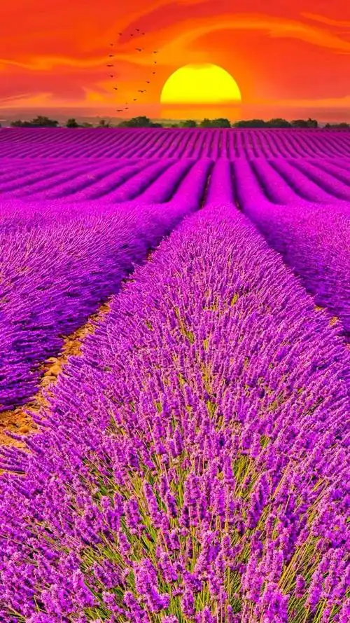 浪漫唯美的薰衣草风景