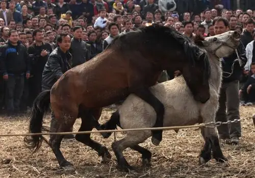 实拍广西苗族"十七坡会"斗马(组图)