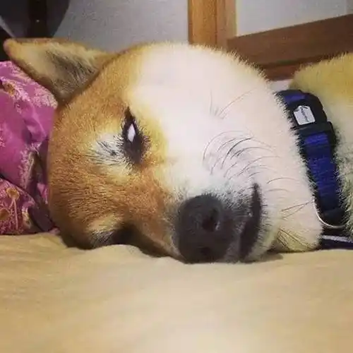 我的表情包柴犬去世了