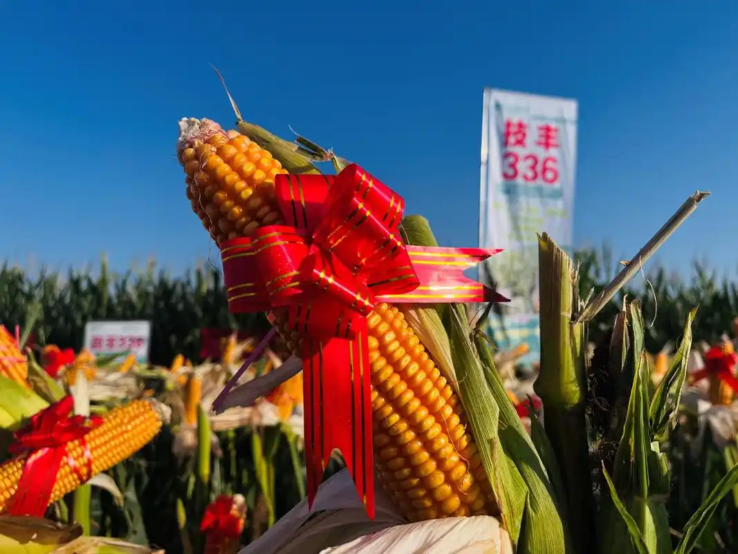 河南技丰种业集团2022年夏播玉米新品种线上观摩会成功举办