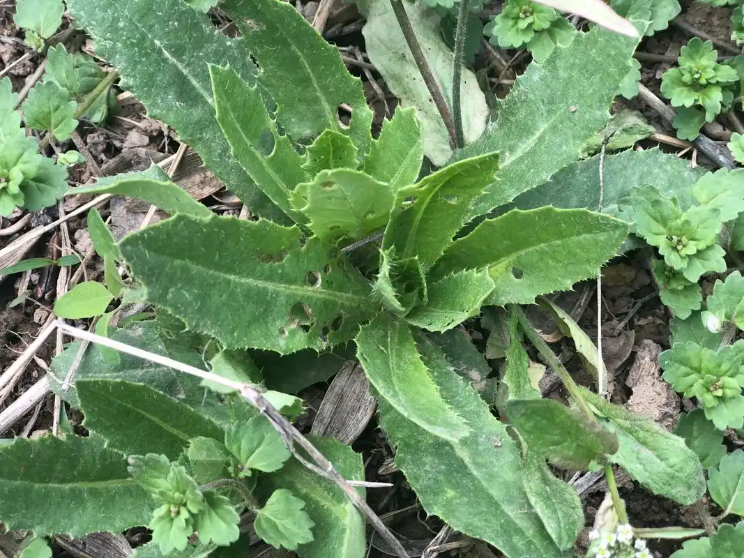 这8种野菜很常见但很多人不知道能吃你认识几种