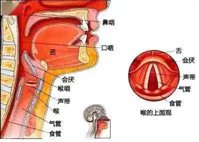 王力宏通过人体骨骼模型讲解声乐发声原理称声乐才是最难学