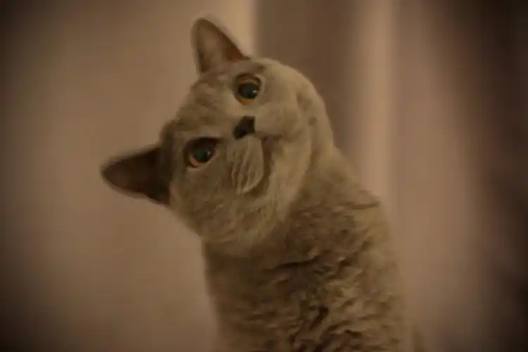 小猫咪的歪头杀也太治愈了吧