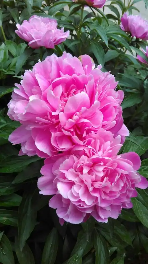 美好的的生活像花朵一样绽放