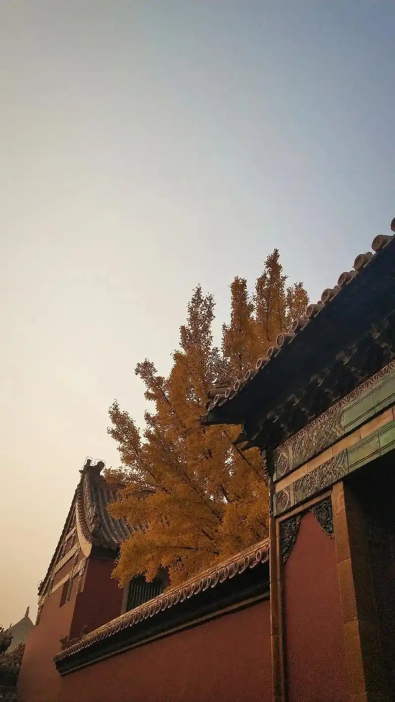 故宫深秋.#老照片里的旧时光 #摄影 #氛围感 #故宫  - 抖音