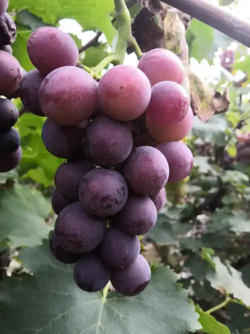 优质巨峰葡萄强市开园上市热卖中