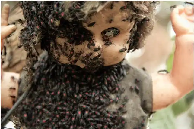 男子入住"娃娃岛",却被发现死于心脏衰竭,他到底经历了什么?