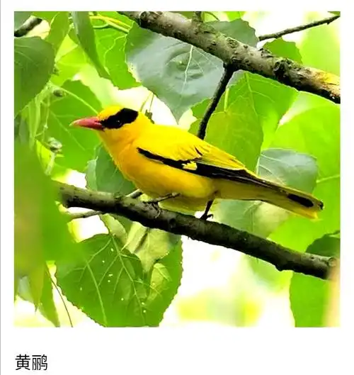 百鸟诗画集(第三部)