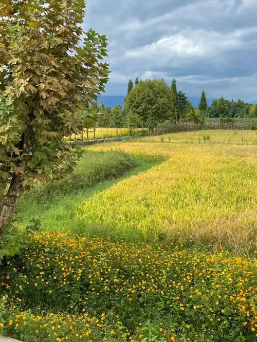 在金色的麦田边是如诗如画的秋季