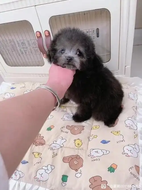 灰泰迪吧-百度贴吧--灰泰迪 灰贵宾--灰泰迪 其实是贵宾犬的一种美容