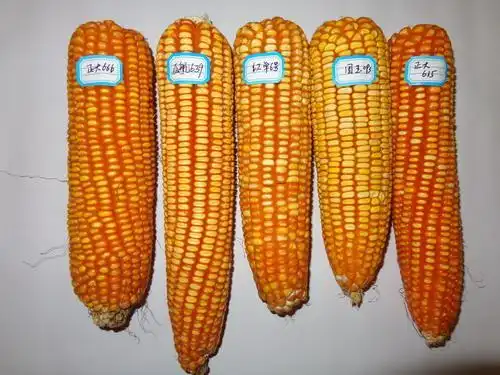 怎样选择优良高产的玉米品种,你需要了解的几个常识全在这里了!