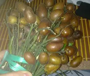 核的形状像大一点的西瓜子. 肉为白色.  味道很奇怪, 有点酸 .