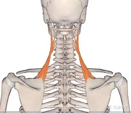 每天一块小肌肉肩胛提肌