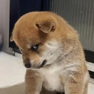 可爱修勾头像,高清搞笑的修勾狗头像图片_动物头像_头像屋