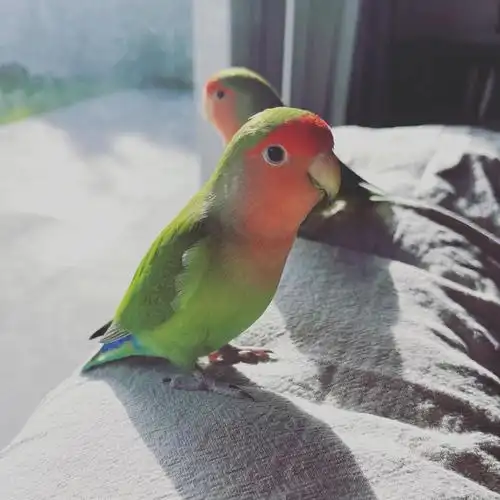 不管多老00永远是宝贝牡丹鹦鹉