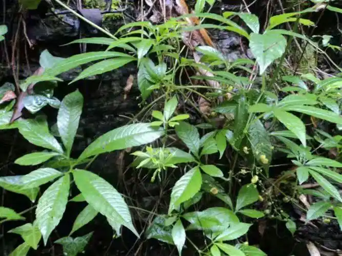 药园保护近15年的苗药白味莲