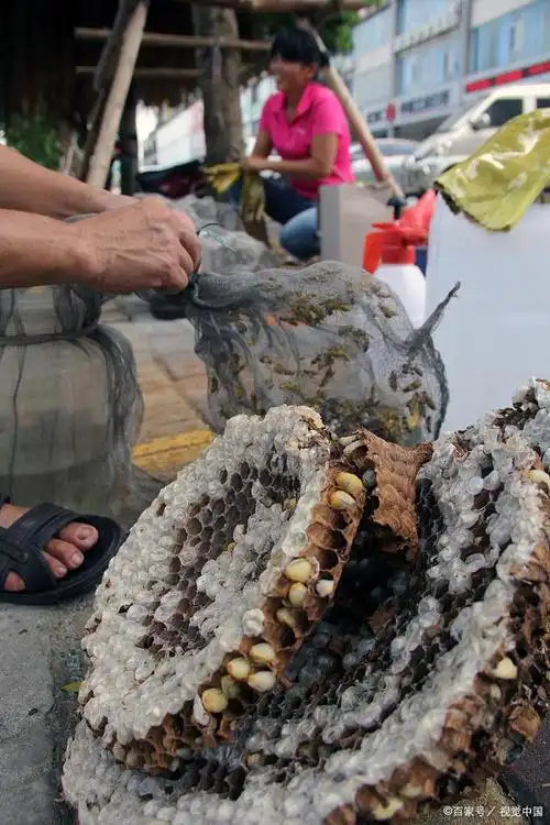 马蜂窝还能泡酒?它的功效有哪些