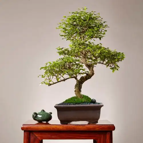 绿居植物山紫甲盆栽大盆盆景室内绿植花卉办公室绿植