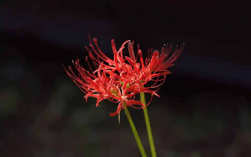 彼岸花图片素材高清桌面壁纸