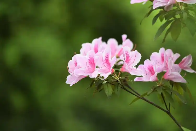 1/ 12 2020年4月14日, 人间最美四月天,合肥市逍遥津公园杜鹃花盛开