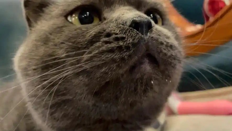 老猫也可以不当搞笑猫的啦