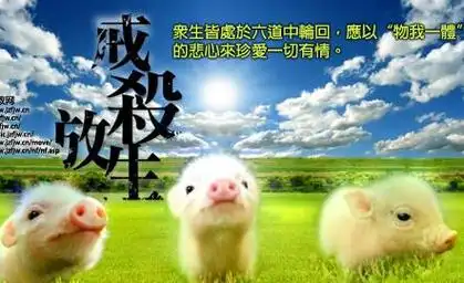 杀生讲的是什么意思(杀生到底讲的什么意思)