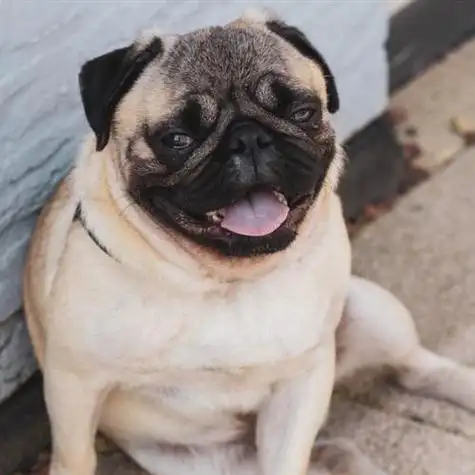 呆萌的哈巴狗头像送给爱狗狗的每一位朋友