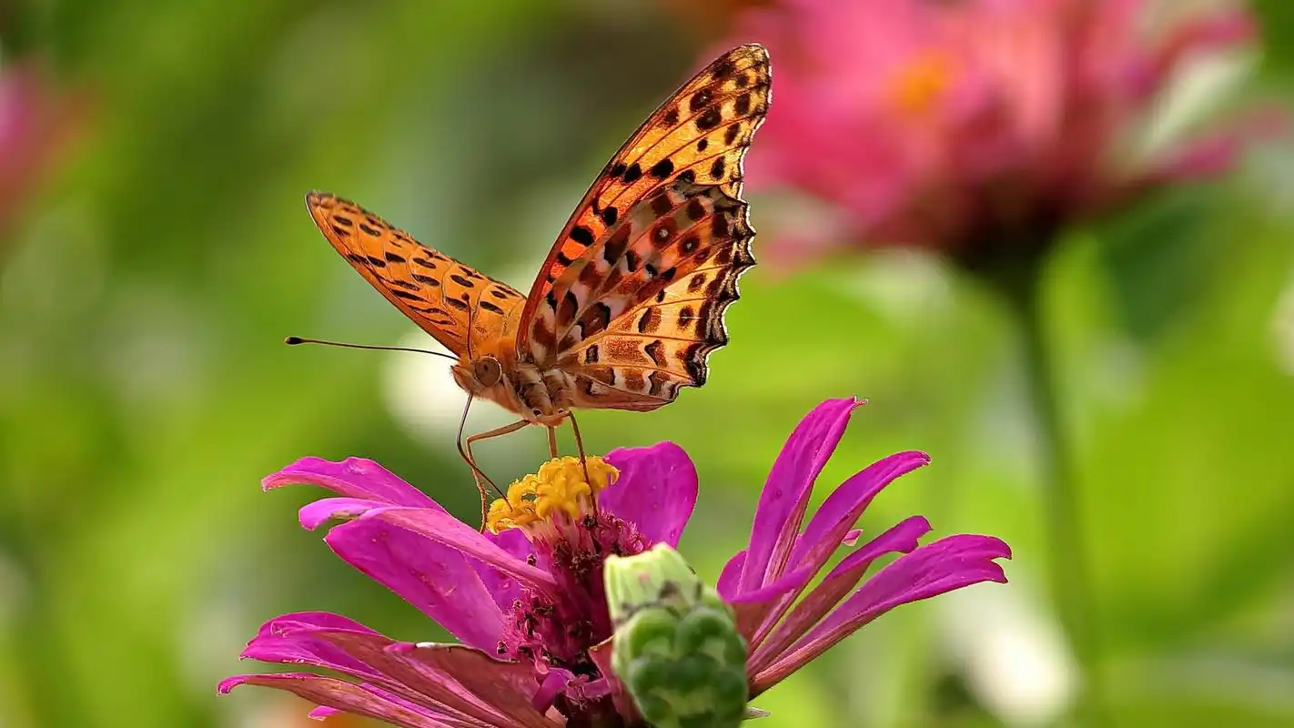 美丽蝴蝶图片微距摄影高清电脑壁纸高清大图预览1920x1080_动物壁纸下