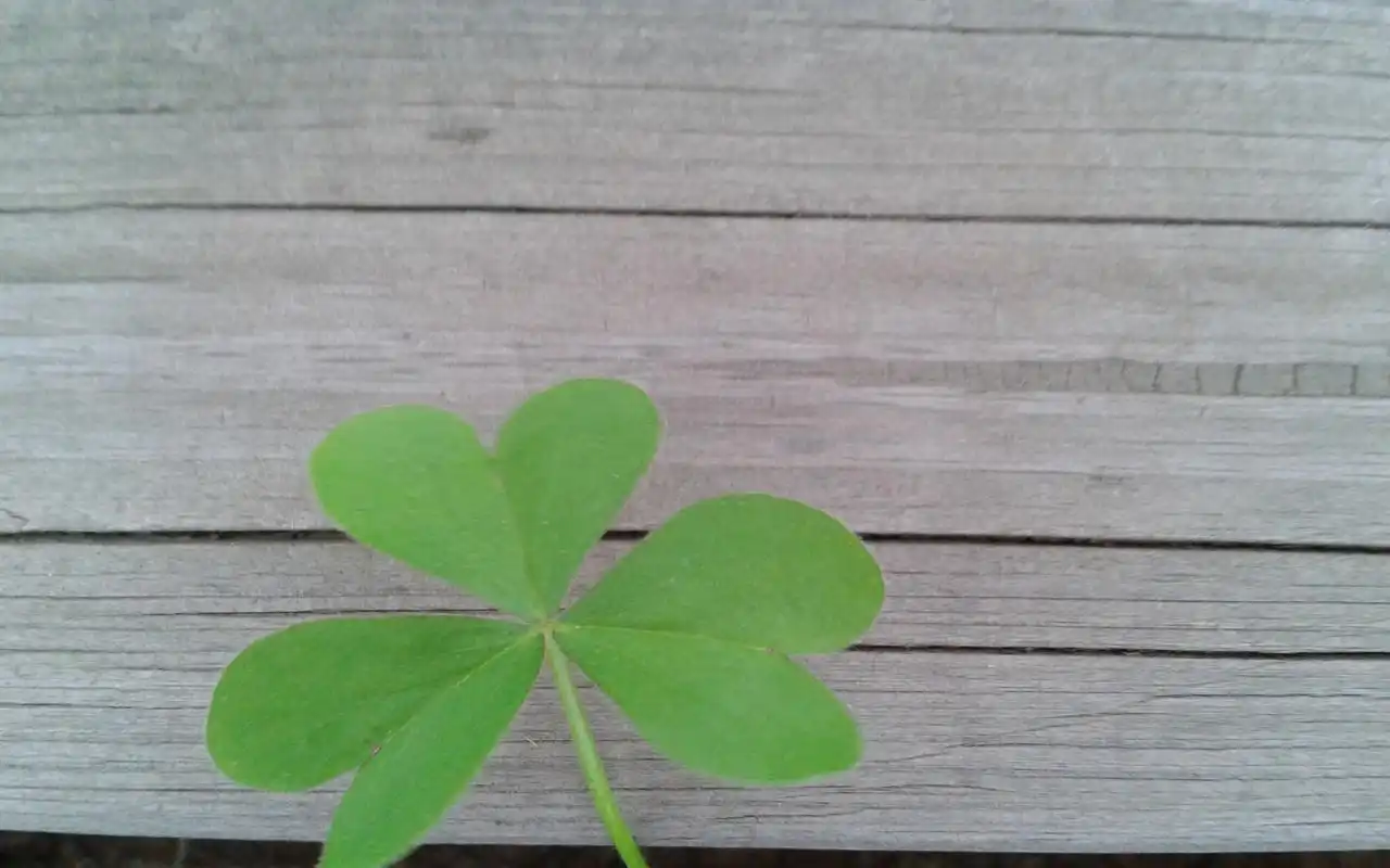 清新护眼四叶草植物高清桌面壁纸下载