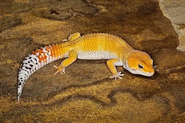 壁虎的其他生理特征与蜥蜴相似,但有一个区别.