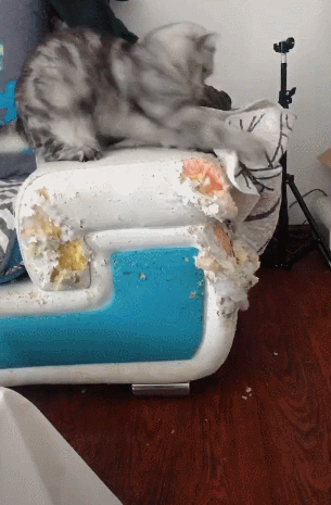 猫咪开始拆沙发实力不输二哈被发现时捂脸逃避