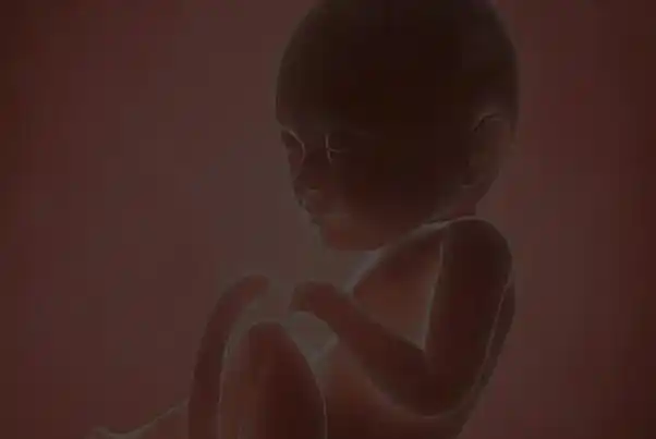 怀孕四个月胎儿图