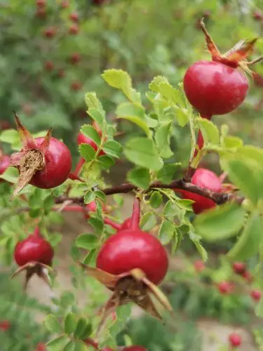 结了野葡萄大小的白色浆果;黄刺梅结的玫红色的果子