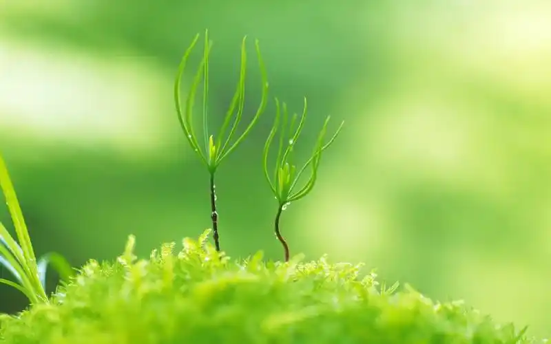 清新唯美 绿色护眼笔记本电脑桌面壁纸下载