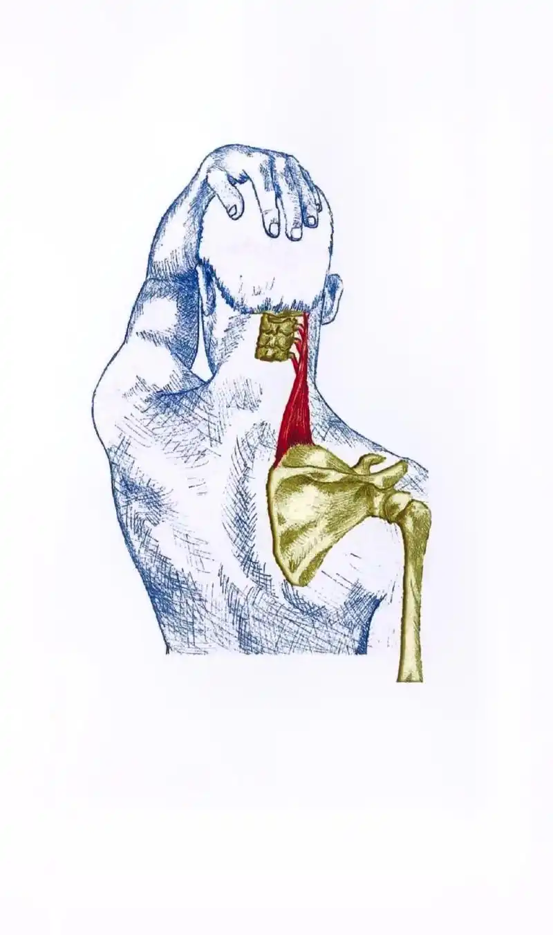 肩胛提肌拉伸.始终保持正确的拉伸初始姿势非常重要.