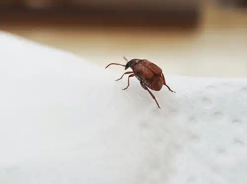 有人知道这是什么虫子吗(已破案 是绿豆象)