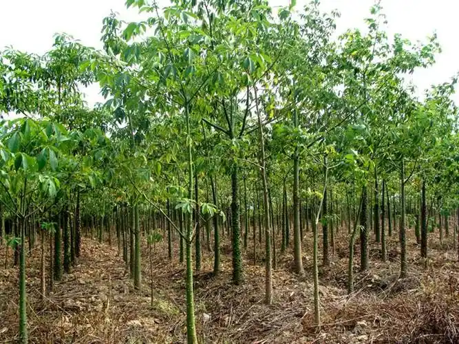 木棉小苗木棉树苗木棉树苗价格