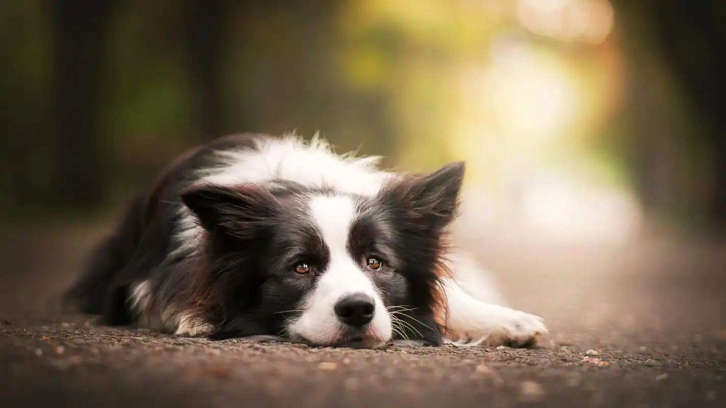 可爱的宠物狗高清宽屏壁纸-动物壁纸-手机壁纸下载-美桌网