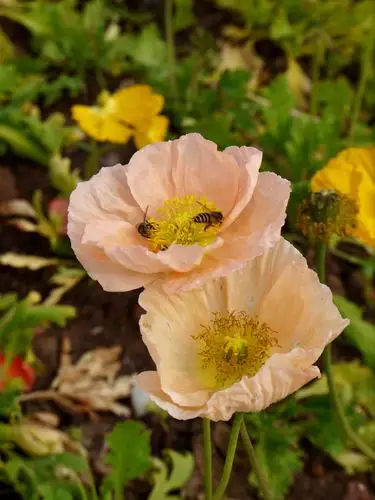 风情万种的野罂粟花(摄于广州亚运公园)