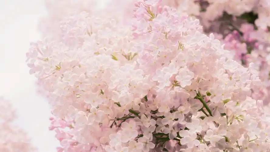清雅的丁香花,高清图片,电脑桌面-壁纸族