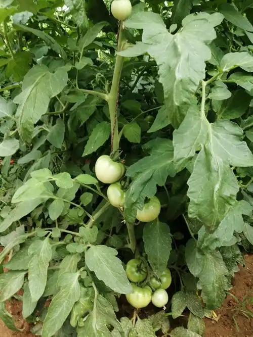 这西红柿秧比人高,一棵挂好几个西红柿.