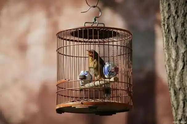 12首诗词描写笼中鸟:本是同林形影跟,却遭笼锁自由身