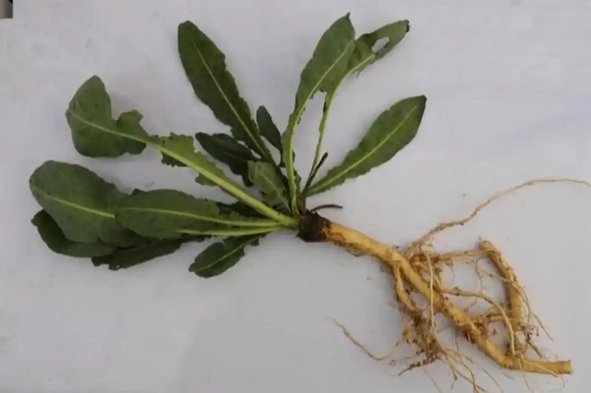 本草纲目—板蓝根 板蓝根是一味清热药 又名:菘蓝,山蓝,大蓝根,马蓝根