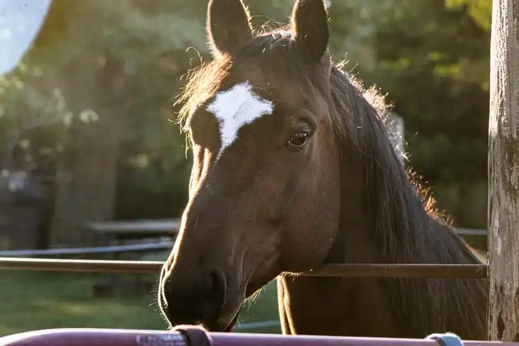 牧区骏马头部特写图片1920x1080分辨率查看