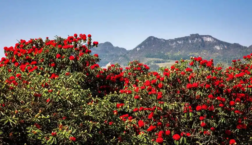 最美红杜鹃!六盘水盛景,令你流连忘返!以上作品是我两年拍摄所得.