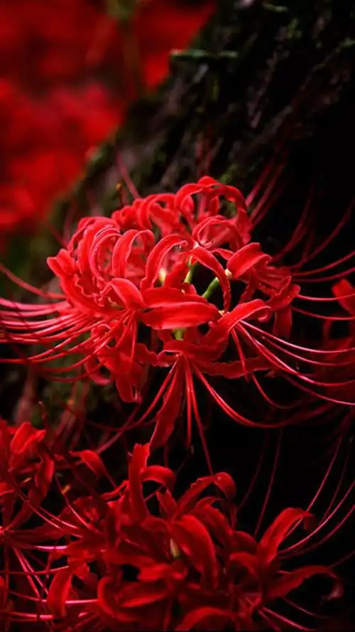 彼岸花的故事彼岸花的由来和传说